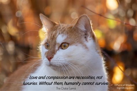 The Tender Power: Examining the Compassion of the Feline