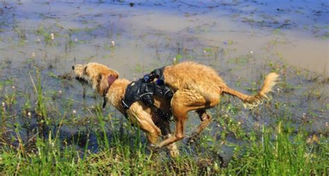 The Therapeutic Power of Canines: How They Aided in My Recovery from a Distressing Experience