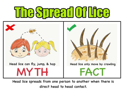 The Transmission of Lice: How They Spread From Person to Person