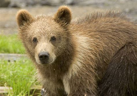 The Trials of Living in the Wild: Lessons for the Juvenile Bear