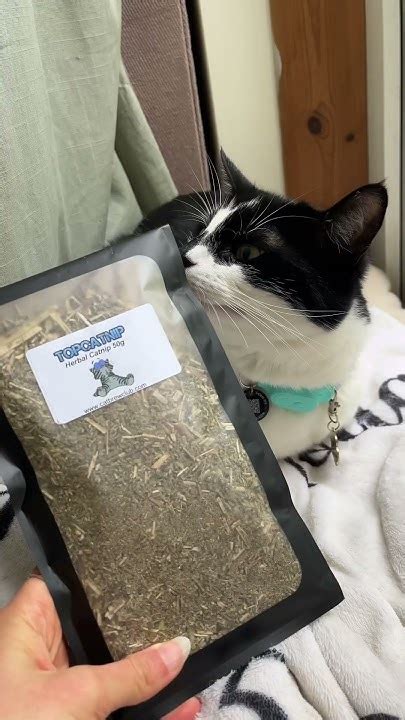 The Ultimate Catnip Extravaganza: A Gluttonous Delight