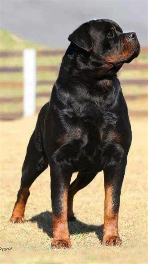 The Ultimate Guardian: The Role of a Rottweiler