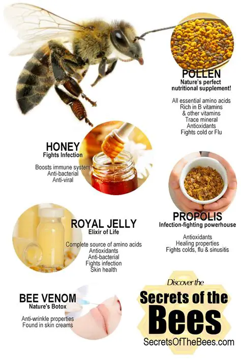 The Unexpected Health Benefits Associated with Bee Venom