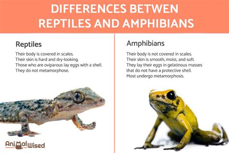 The Unexpected Heroes: How the Amphibian and the Rodent Overcome Their Differences