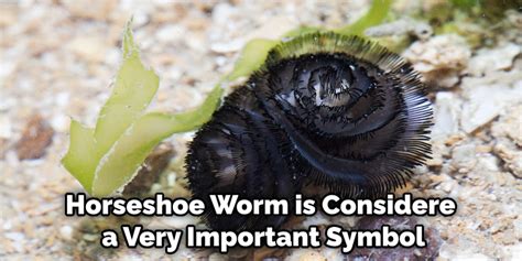 The Unexpected Importance of the Worm Symbol