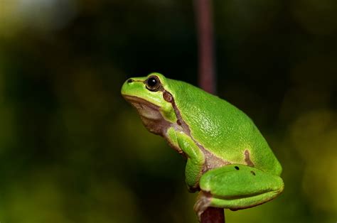 The Unexpected Lessons I Learned from My Astonishing Night Encountering a Green Amphibian