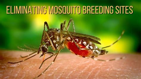 The Unexpected Meanings Behind the Act of Eliminating a Mosquito with Iodine