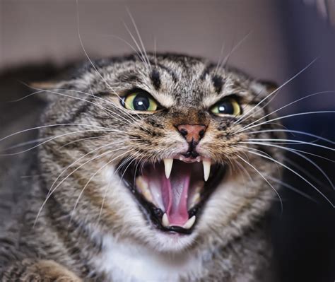 The Unexpected Ramifications of Feline Hostility