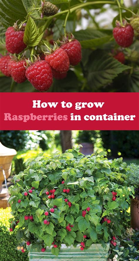 The Unexpected Significance of Envisioning Raspberries Growing on Bountiful Shrubs