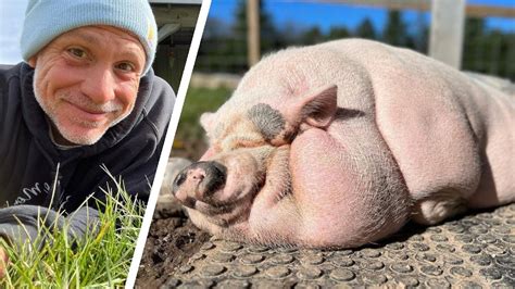 The Unexpected Transformation: From Ordinary Pig to Overweight Beast