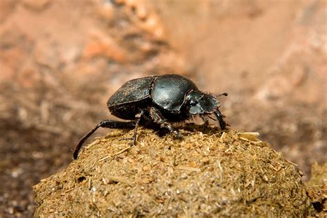 The Unexpected Variety of Dung Beetle Species