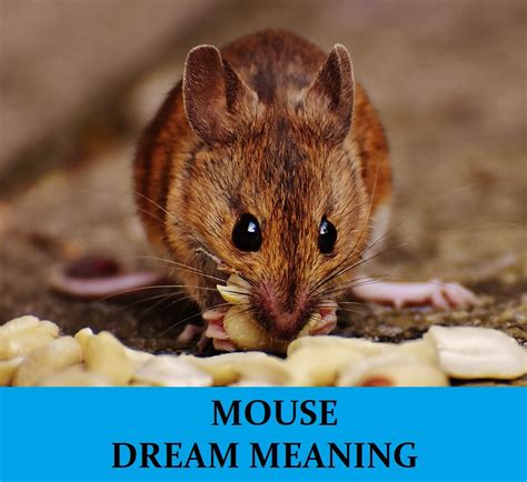 The Unforgettable Dream: An Unprecedented Mouse Encounter