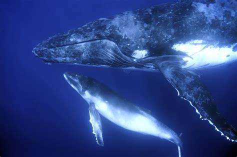 The Unforgettable Meeting with an Infant Cetacean