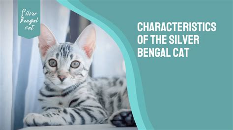 The Unique Characteristics of Bengal Felines