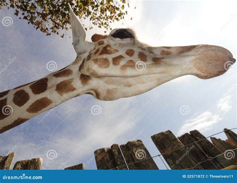 The Unique Perspective of a Giraffe