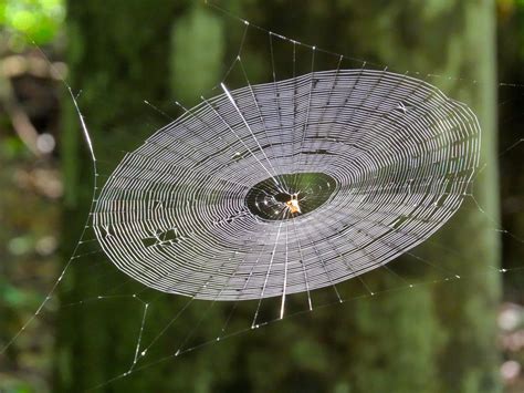 The Unique Properties and Materials of the Spider Web