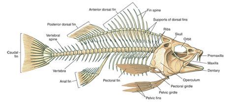 The Unique Structure of a Fish's Skeletal System