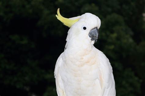 The Unlikely Encounter: Surprise Visit of a Sulphur-Crested Cockatoo in the Silence of the Night