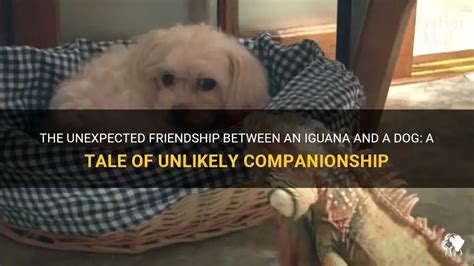 The Unlikely Friendship: How an Unexpected Companionship Offered Comfort