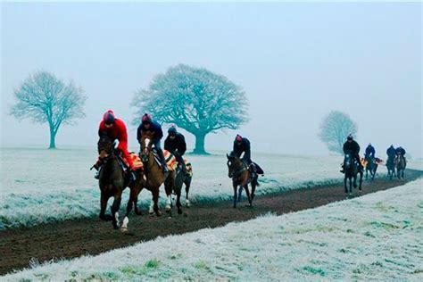 The Unseen World of Horse Racing: Behind the Scenes of a Thundering Frenzy