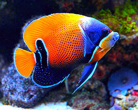 The Variety of Aquarium Fish: From Vibrant Guppies to Majestic Angelfish