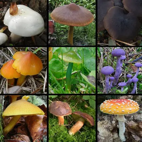 The Various Shapes and Colors of Mushrooms in Symbolic Interpretations