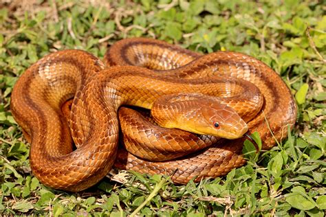 The Venomous Serpents that Bestow Orange-colored Injuries