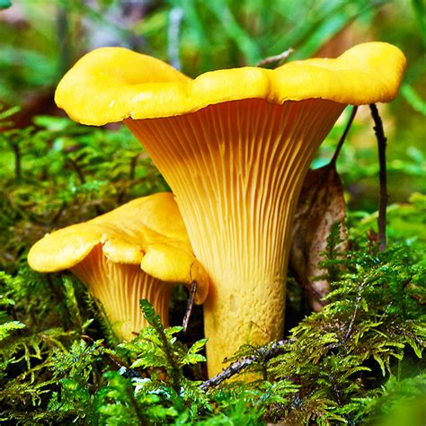 The Versatile and Tempting Chanterelle Fungus: An Epicurean Indulgence