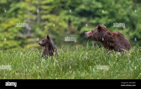 The Vigilant Gaze of the Mother Grizzly