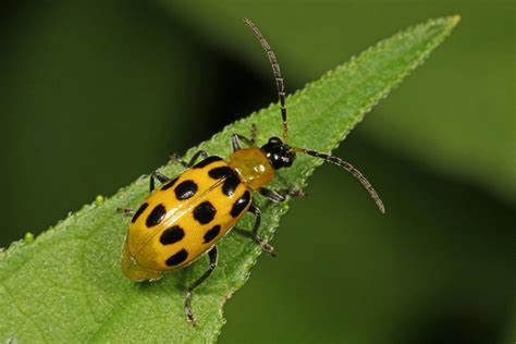 The Viral Sensation: Cucumber Beetle Puzzle Challenges