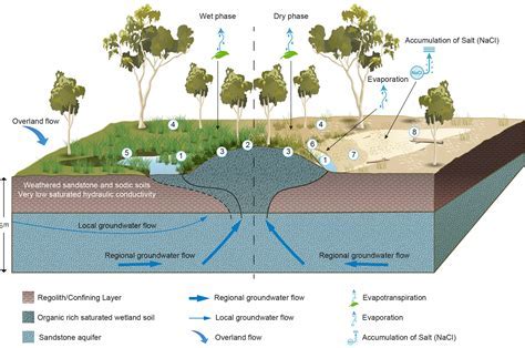 The Vital Role of Spring Streams in Ecosystems