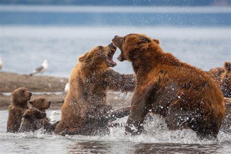 The Vivid Dream: An Unexpected Attack by a Bear Cub