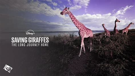 The Wanderlust of Giraffes: The Long Journey