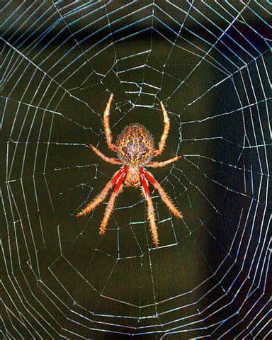 The Weaver's Strategy: How Spiders Adapt Their Webs to Their Environment