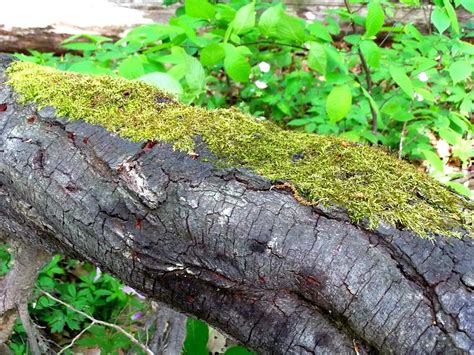 The Wonders of Moss: Nature's Vibrant Living Blanket