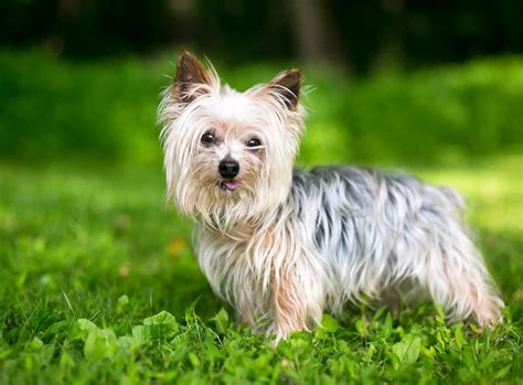 The Yorkshire Terrier Phenomenon