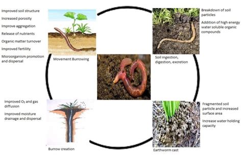 The ecological impact: Understanding the role of earthworms in the ecosystem