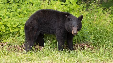 The fascination of bears: a glimpse into the world of wildlife