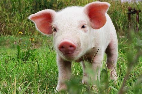 The heartwarming bond between the piglet and its human friend