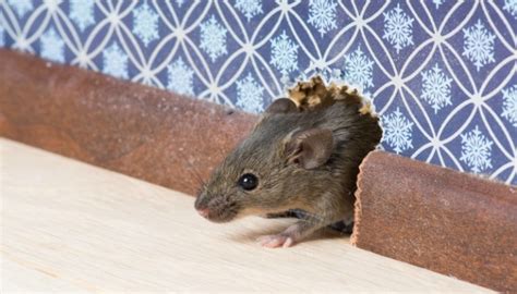The hidden implications of a gray rodent in your dwelling vision