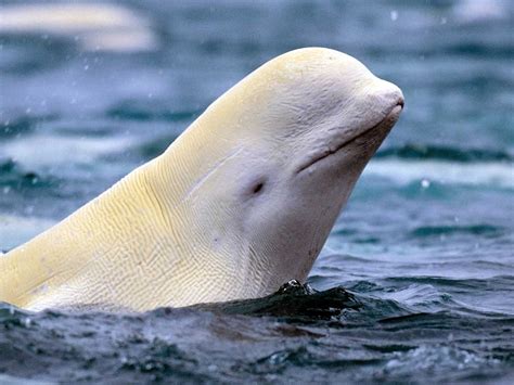 The hidden messages behind envisioning a beluga whale