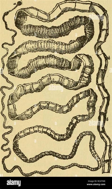 The historic significance: Instances of worm aggregations throughout history