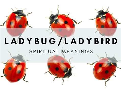 The potential meanings of a ladybird dream for women