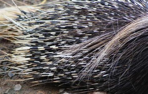 The significance of hair growth on the spines of animals: an intriguing exploration