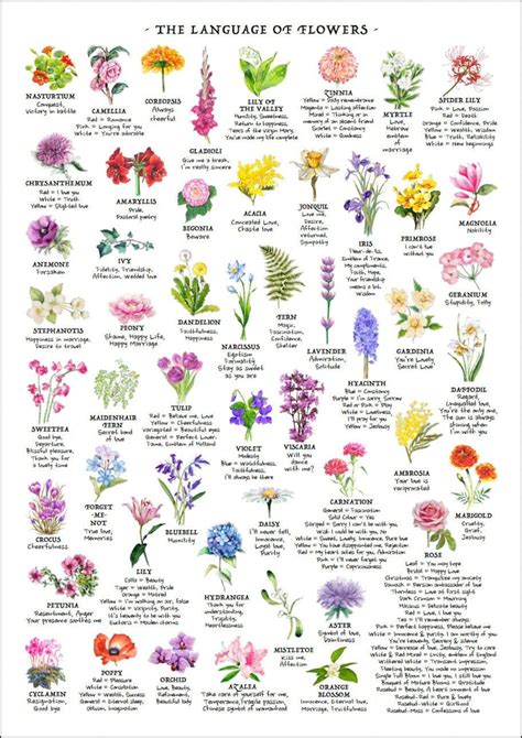 The symbolism behind various flower species