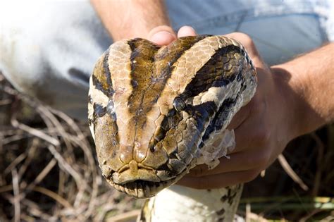 Threats and Conservation: Addressing the Challenges Faced by Pythons and Anacondas
