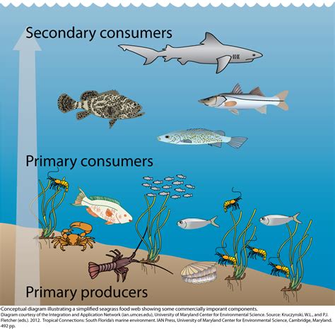 Thriving Ecosystem: The Role of the Lively Fish in the Food Chain