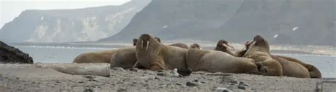 Thriving in the Cold: Exploring the Arctic Habitat of Tusksed Giants