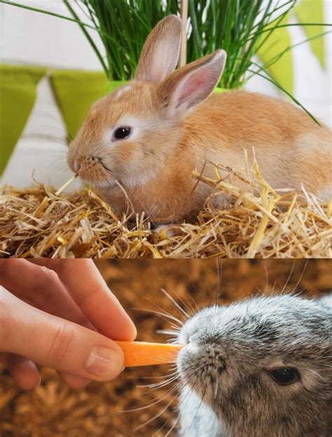 Tips for Creating a Rabbit-friendly Feeding Station