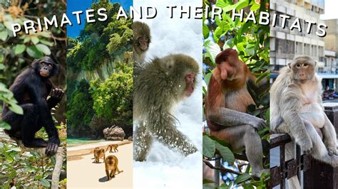 Tips for Creating a Secure and Engaging Habitat for a Primate